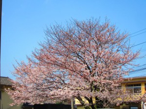 近所の桜