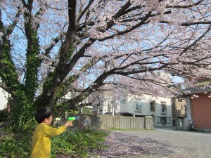 心温と桜とシャボン玉3