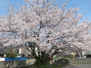 桜の木