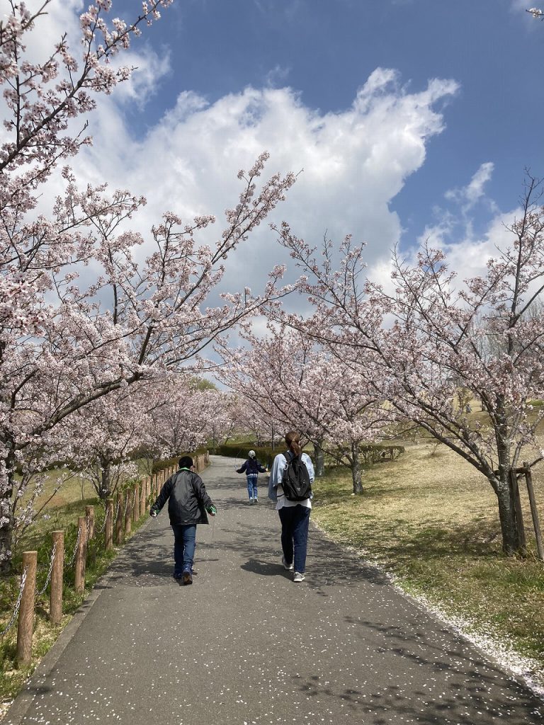 桜　その２