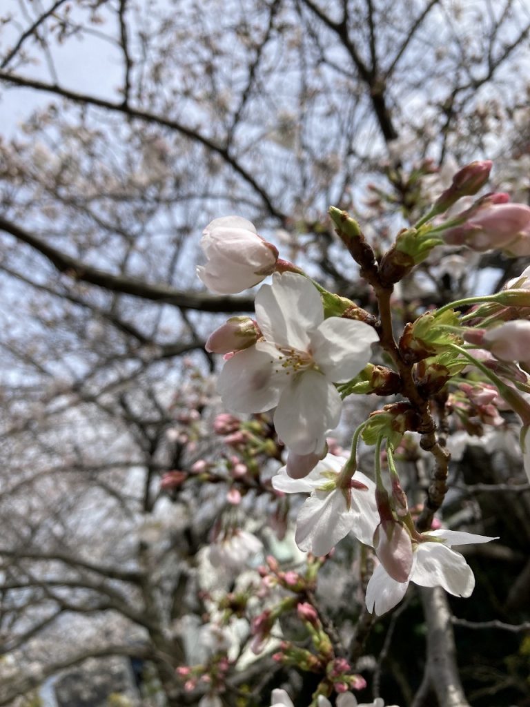 桜